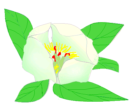 �R�V���N���N